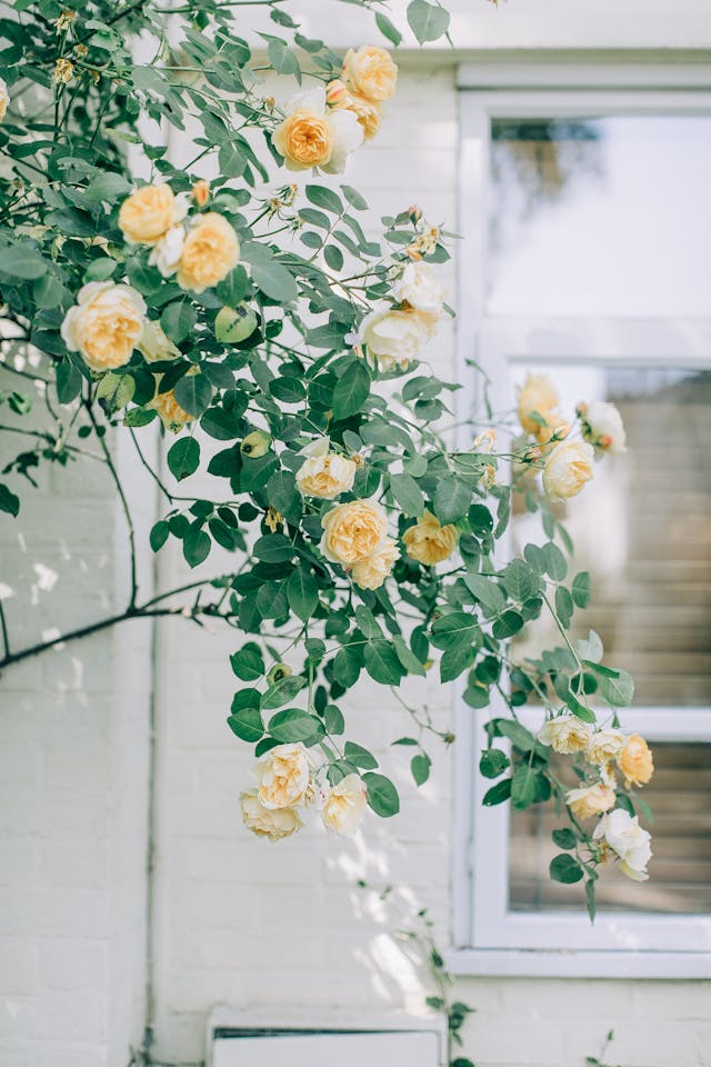 10 Cheap Landscaping Ideas